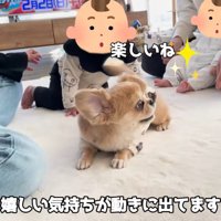 ハナちゃんと赤ちゃんたちの交流7