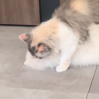 子犬を起こす子猫