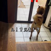 お兄ちゃんに気付いたごんちゃん