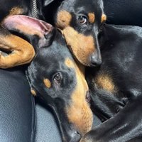 寄り添う小型犬と大型犬