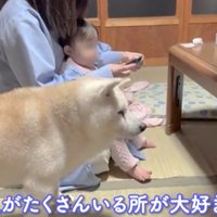 家族のそばに立つ犬
