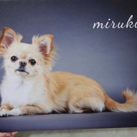 フォトパネルを飾った時のみるくちゃん3