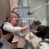 ガラス越しにご挨拶