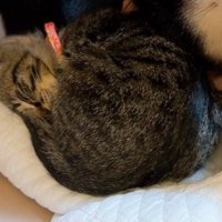 腕の中