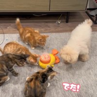 配給係をするくるみちゃん3