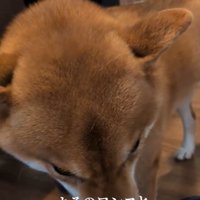 匂いを嗅ぐポン太くん