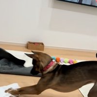 雑巾掛けする犬