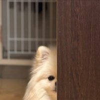 ひょっこり