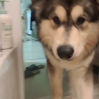 近づくぽてまる君