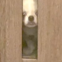 悲しそうに見つめる犬