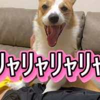 笑顔のコーギー