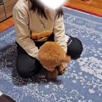 犬を優しく撫でてあげる飼い主
