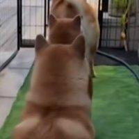 飼い主さんが帰宅すると