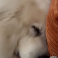 おやすみなさい