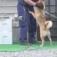 配達員に前足をかけて甘える犬