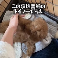 なでられる犬