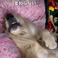 2年後のブランくん3