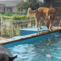 犬用プールへ行ったら…