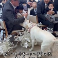 観客に近づいていく犬