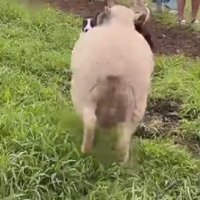 荒ぶる羊さん