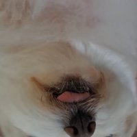 舌をしまい忘れた犬の顔
