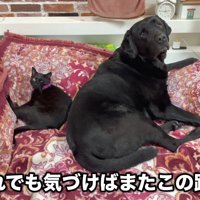部屋に戻った後は、いつものようにぴとっ♡