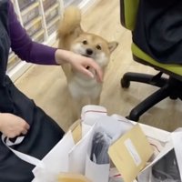 愛されているハクくん