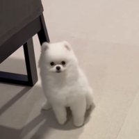 オスワリができた犬