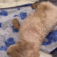 タオルに体を擦り付けます