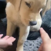 飼い主の指示を受ける子犬
