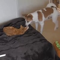 「一緒に寝よう」