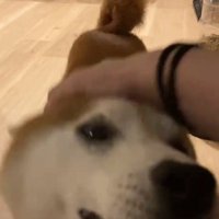 撫でられる甚八くん