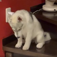 「どうやっておりよう…」
