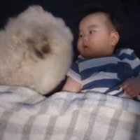 自分の顔を前足で擦る犬