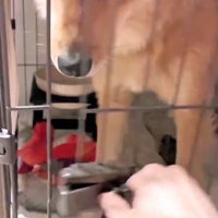 ラッキーくんの態度の違い2