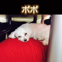 眠そうな白い犬