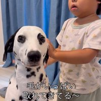 大型犬のブラッシングをする子供