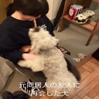 顔を見上げる犬