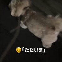 歩く犬1