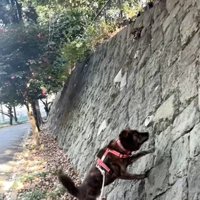 壁を登り始めるトシくん