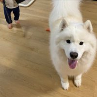サモエド