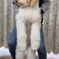 本当に子犬！？