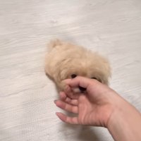 芸を披露するみるくちゃん4