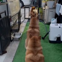 並ぶ犬2