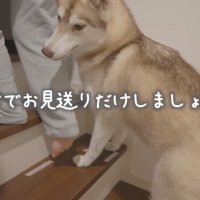 赤ちゃんを抱っこする女性に続いて階段を登る2頭の犬