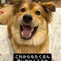 笑顔でカメラを見つめる犬