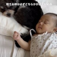 2匹のおかげで、赤ちゃんはぐっすり