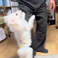 立ち上がって老年男性が持っているコップを見つめる犬