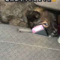 遠くから見る犬