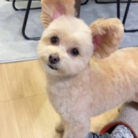 飼い主の顔を見つめながら耳を広げる犬